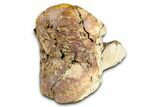 Triceratops Metatarsal Bone Section - Wyoming #371522-2